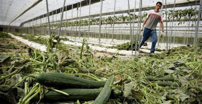 Un trabajador arranca la plantación de pepino de un invernadero. EFE