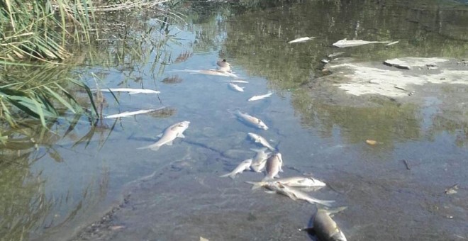 Imagen de los peces muertos en el río Henares.