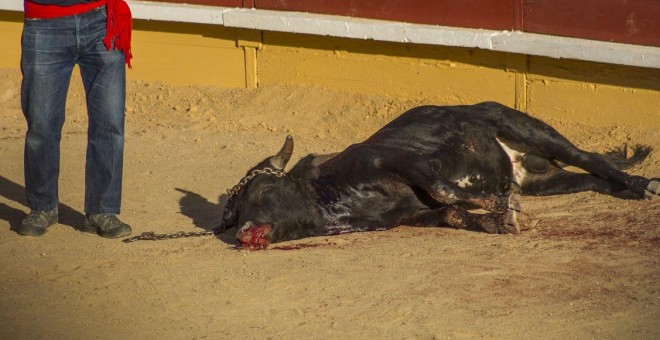 Imagen documentada por PACMA de uno de los becerros asesinados en los festejos celebrados en Cercedilla, Madrid. PACMA