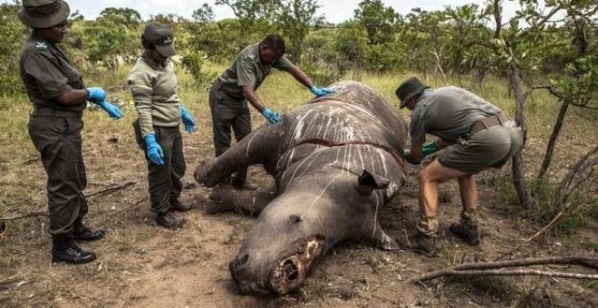 Imágen de archivo de un rinoceronte abatido por cazadores furtivos en Sudáfrica. EFE