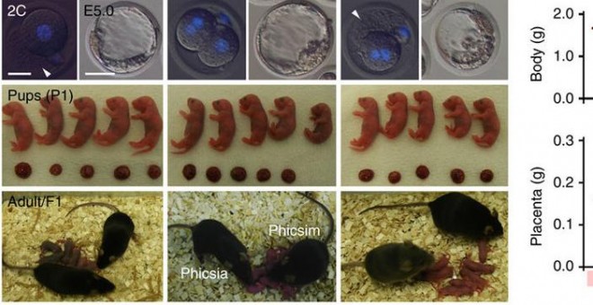 Desarrollan embriones viables sin necesidad de óvulos a partir del esperma de ratones. /NATURE