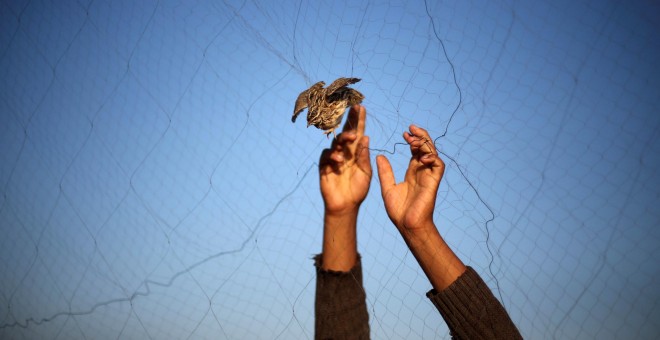 Un hombre suelta una codorniz atrapada en una valla, en la playa de Jan Yunis, en el sur de la Franja de Gaza. REUTERS/Ibraheem Abu Mustafa