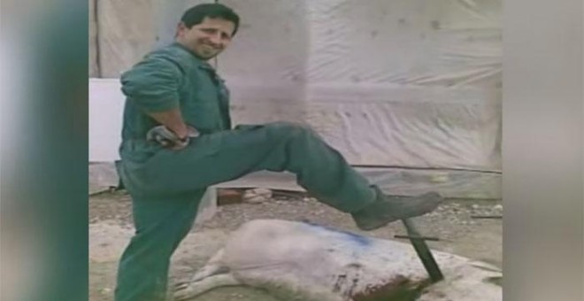 Uno de los ganaderos muestra a cámara el maltrato a una de las cerdas en la granja de El Escobar.