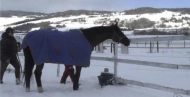 Los caballos tocan símbolos durante el experimento para comunicar sus preferencias realizado en Noruega.- CECILIE M. MEJDELL