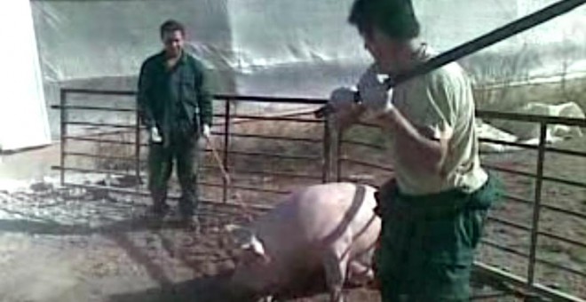 Trabajadores de la granja de cerdos El Escobar, Murcia, golpeando a cerdos. IGUALDAD ANIMAL