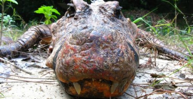 Un ejemplar de cocodrilo enano capturado dentro de la cueva y que presenta una color anaranjado en su piel. / Olivier Testa