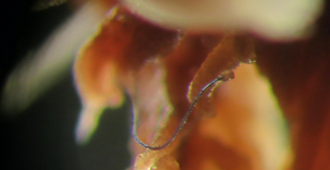 Microfibra de plástico en un pólipo de coral en el fondo del mar. MICHELLE TAYLOR