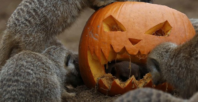 Calabaza decorada para Halloween en Chester Zoo, Reino Unido. REUTERS