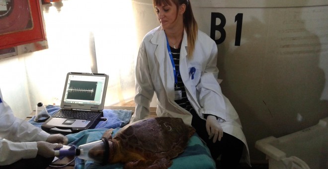 Tratamiento de una tortuga marina Caretta caretta rescatada, en el Arca del Mar en el Oceanogràfic.- M.R.E.