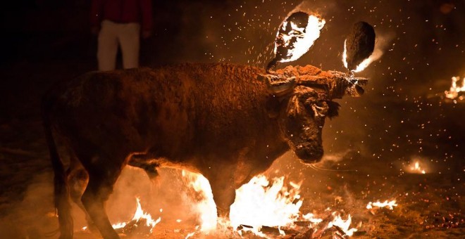 Imagen de archivo de un toro embolado. REUTERS