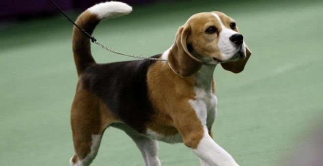 Imagen de archivo de un perro. REUTERS