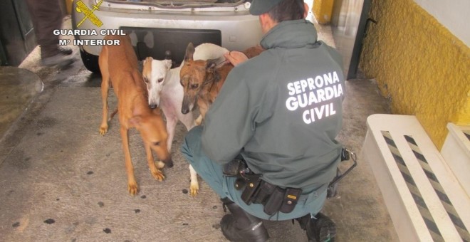 Perros rescatados por el Seprona. E.P.