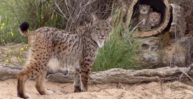 Lince ibérico (Lynx pardinus) / JM Pérez de Ayala