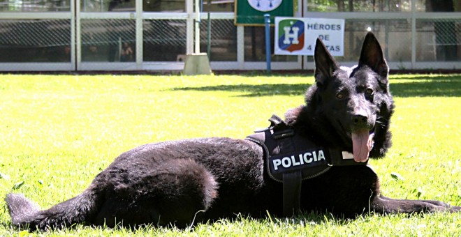 La asociación ‘Héroes de 4 Patas’ está formada por cinco policías nacionales y se encarga de tramitar la adopción de los perros que se retiran de las Unidades Caninas.