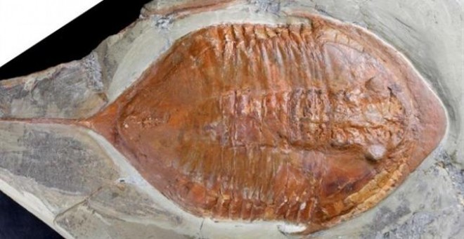 Hallados en Marruecos fósiles de trilobites con patas y partes blandas de hace 478 millones de años/ CSIC