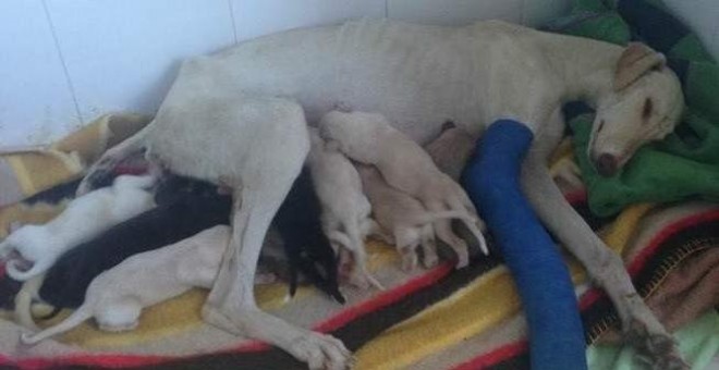 La perra con sus cachorros después de ser rescatados / CLÍNICA TURRE