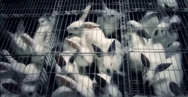 El Parlamento Europeo votará eliminar las jaulas de cría de conejos, la segunda especie más explotada.