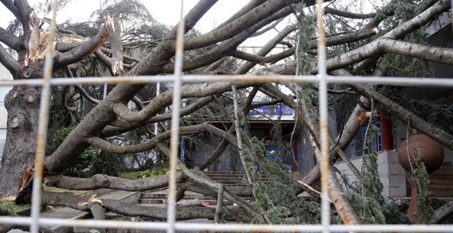 Un pino de grandes dimensiones se desplomó en la calle Bayona de Vigo. / SALVADOR SAS (EFE)