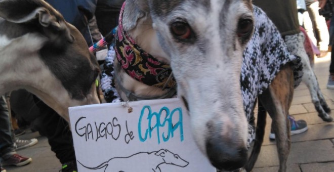 Cientos de personas y sus galgos se congregan contra la caza con perros. /@golondrinadnata