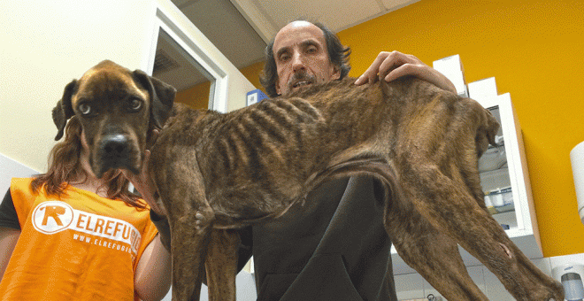 Nacho Paunero, de la protectora El Refugio, con la perra Tanita, rescatada en Valencia de Alcántara (Cáceres). EL REFUGIO