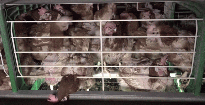 Gallinas enjauladas en una granja de huevos investigada por Igualdad Animal