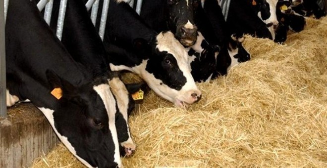 Vacas de leche de raza frisona