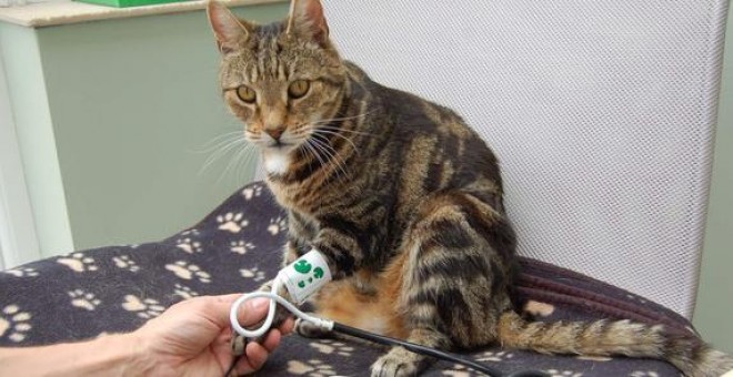 Medir la tensión arterial en los gatos puede ayudar a tratar con tiempo problemas derivados de la hipertensión / Andrew Sparkes
