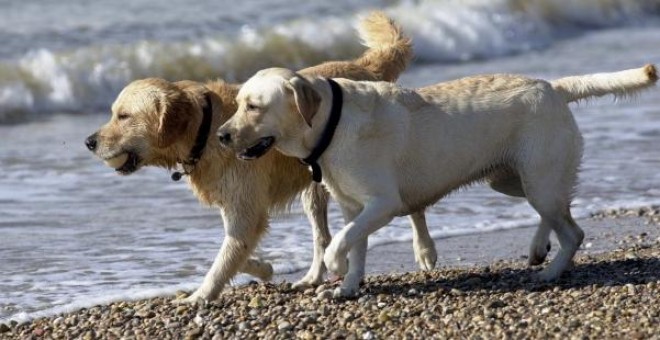 Dos perros en la playa. | EFE