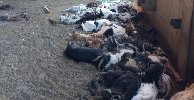 La Guardia Civil se encontró un cuadro dantesco con más de 300 animales muertos de hambre, algunos agonizando y cerca de medio centenar dañados por el hambre y la sed / SEPRONA