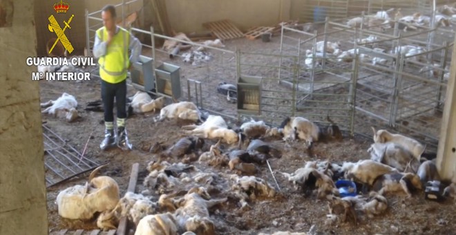 La Guardia Civil se encontró un cuadro dantesco con más de 300 animales muertos de hambre, algunos agonizando y cerca de medio centenar dañados por el hambre y la sed / SEPRONA