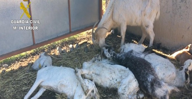 Algunas de las escasas cabras que habían sobrevivido a la inanición comenzaban a comerse los cadáveres / SEPRONA