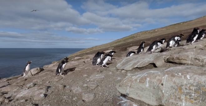 Un fotograma del corto 'Caminando con pingüinos'.