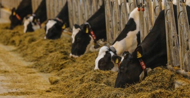 Varias vacas se alimentan en una granja robotizada./EFE
