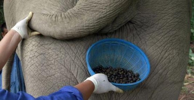 Mujer recogiendo las heces de un elefante./AP