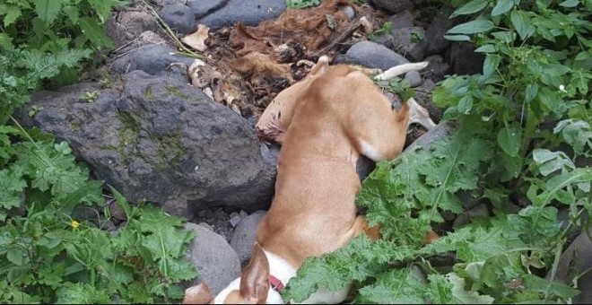 Uno de los perros defenestrados por los cazadores de Telde./Change.org