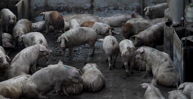 Granja industrial de Cerdos.AFP/Josep Lago