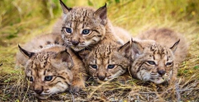 Linces ibéricos de Doñana /EUROPA PRESS