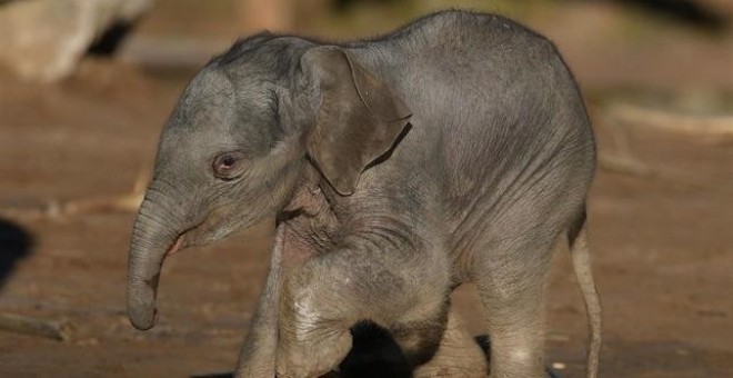 Elefante asiático (Elephas maximus) /EUROPA PRESS