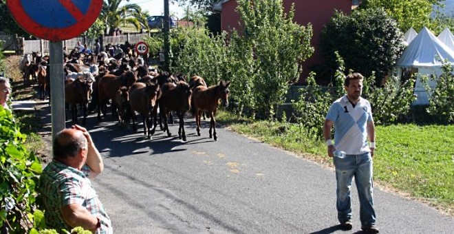 Un hombre conduce a una grea de caballos hacia el curro de Sabucedo en la rapa del 2016