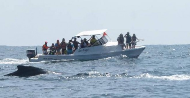 Liberada una ballena varada durante once horas en la costa de Ecuador.