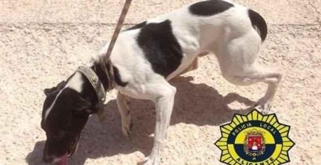 Un perro rescatado por la Unidad Canina de la Policía de Alicante en 2016 /EUROPA PRESS