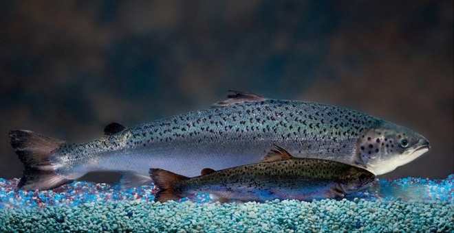 Ejemplar de salmón transgénico (detrás) comparado con un salmón silvestre de la misma edad./ AQUABOUNTY
