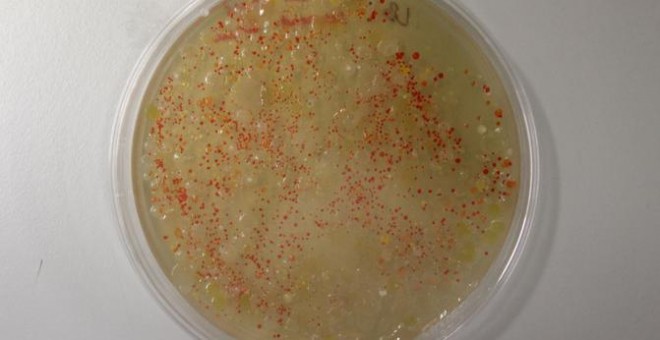 Placa de cultivo con bacterias pigmentadas/ Mauel Porcar