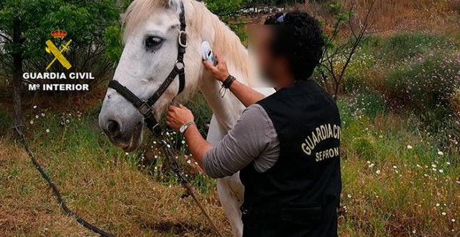 Un agente del Seprona revisa el estado de salud de un caballo. GUARDIA CIVIL.