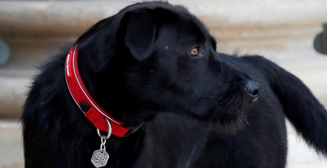 El perro mezcla de labrador y grifon 'Nemo', adoptado por el presidente francés Emmanuel Macron, en su residencia oficial del Palacio del Eliseo, en París. REUTERS/Charles Platiau