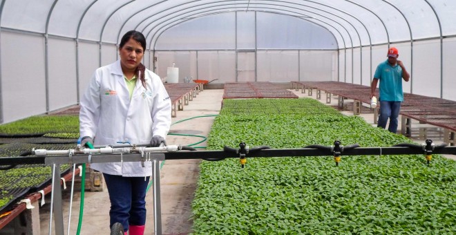 Invernadero es un proyecto de cooperativa agrícola en Estelí, Nicaragua