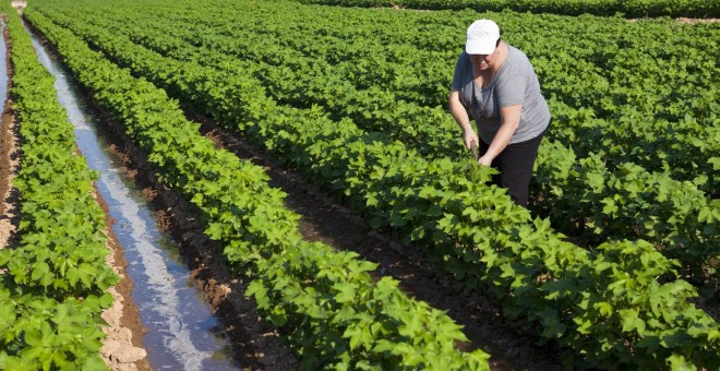 Una mujer trabajando en el campo / Instituto Andaluz de la Mujer