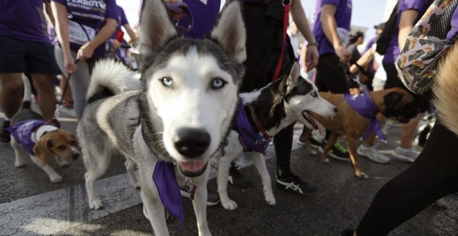 Salida del Perrotón Madrid 2017, la 6º carrera solidaria que tiene como objetivo promover y fomentar la adopción y tenencia responsable de animales de compañía. EFE/Fernando Alvarado