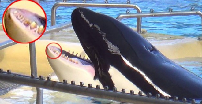 Foto difundidas por PETA de las orcas del Loro Parque de Tenerife