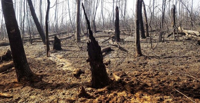 Zona calcinada en Galicia tras la oleada de incendios del pasado octubre. /EFE